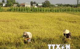 Xuất khẩu gạo của Việt Nam tiềm ẩn nhiều yếu tố khó lường