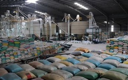 Sản lượng gạo sụt giảm tại châu Á đe dọa an ninh lương thực