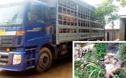 Trung Quốc dừng nhập khẩu lợn: Lợn 'quay đầu' về đâu?