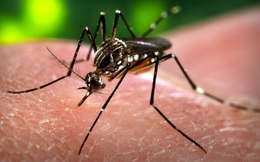 Sản phẩm chống muỗi 'ăn theo' dịch Zika: Nguy cơ tiền mất, tật mang