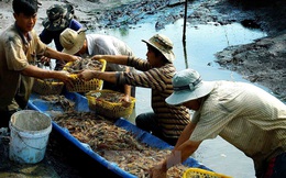 Gắn đinh vào đầu tôm xuất sang Nhật: "DN Việt không muốn mất uy tín đâu, nhưng không kiểm soát được"