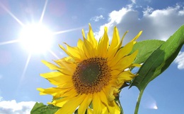 Vì sao hoa hướng dương thường quay về phía mặt trời?