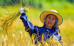 Thái Lan mất vị trí số 1 trên thị trường gạo thế giới