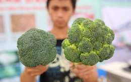 Người Trung Quốc ăn rau quả của Việt Nam nhiều hơn gấp 4 lần