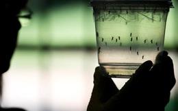 Ít nhất 3 năm nữa mới có vắcxin ngừa virút Zika