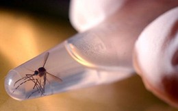 Mỹ: FDA ban hành hướng dẫn mới về virus Zika