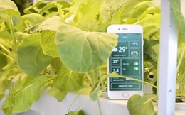 Trước vấn nạn thực phẩm bẩn bủa vây, startup của một sinh viên Bách Khoa sẽ giúp người Việt trồng rau sạch dễ dàng mà không cần đất hay mặt trời, chỉ cần 1 chiếc smartphone