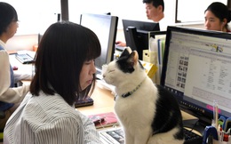 Để giảm áp lực làm việc, nhiều công ty Nhật Bản đã tìm tới những “nhân viên 4 chân” như chó, mèo, dê…