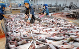 Kinh doanh bết bát, "vua cá tra" Hùng Vương quyết định đem hơn 20.000m2 đất ra bán