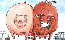 Tại sao có diện tích nhỏ, ít dân và chi phí nhân công rất cao nhưng Đan Mạch lại là 1 cường quốc nông nghiệp?