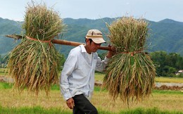 Đại gia Việt cùng nhau xắn tay làm nông: Vingroup trồng rau, Hòa Phát bán thịt lợn, HAGL nuôi bò, Thaco làm máy cày và máy gặt