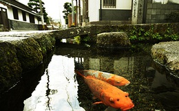 Không thể tin được, đàn cá chép lại có thể sinh sống trong một rãnh nước thải tại Nhật Bản!