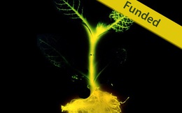 Số phận long đong của dự án cây phát sáng - Dự án đầu tiên và cuối cùng trên Kickstarter về biến đổi gien