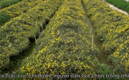 'Đột nhập' làng trồng cây dược liệu ngót nghét 1000 tuổi ở Hưng Yên