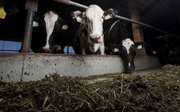 Giữa lúc bị cô lập, thiếu sữa trầm trọng, một doanh nhân Qatar thuê 60 chuyến bay, chở 4.000 con bò từ Úc về lấy sữa