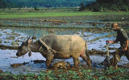 TS. Vũ Tiến Lộc: Ai bảo chăn trâu là khổ? Chúng ta có thể giàu lên bằng nông nghiệp... chứ cứ làm gia công thì không thể giàu