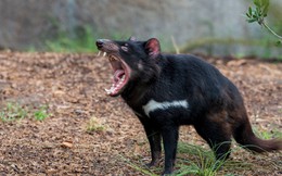 "Quỷ Tasmania" có thể cứu người trong cuộc chiến chống nhờn kháng sinh