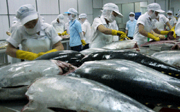Cá ngừ xuất khẩu chuyển hướng sang thị trường mới nổi
