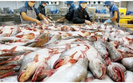 Tập đoàn CJ Hàn Quốc trả giá 250 triệu USD cho 1 công ty con của Hùng Vương, "vua cá tra" chê rẻ quá