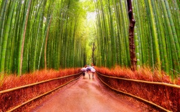 Liệu pháp “tắm rừng” đặc biệt giúp giảm stress, tăng cường hệ miễn dịch của người Nhật