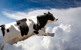 “Những con bò bay” đầu tiên hạ cánh nhằm thỏa cơn khát sữa ở Qatar