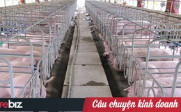 Cặm cụi kiếm tiền 2 năm, doanh nghiệp này vừa đánh mất tất cả chỉ vì đàn lợn