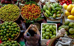 GS.TS Võ Tòng Xuân chỉ ra một rào cản lớn ngăn nông sản Việt Nam tiến ra thế giới!