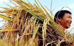 Chiều đi xuống vẫn là xu thế ám ảnh đối với hạt gạo của Việt Nam
