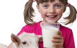 7 lý do khiến nhiều người Ấn Độ thích uống sữa dê