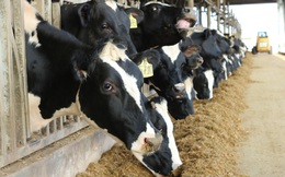TH Milk khoe đàn bò lớn nhất Việt Nam, cho năng suất tương đương Mỹ, Israel, cao gấp đôi bò trong nước