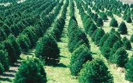 Trồng 66 triệu cái cây trong vòng 12 tiếng? Kỷ lục chỉ một dân tộc trên thế giới làm được