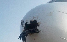 Điều gì xảy ra khi một chú chim đâm vào máy bay?