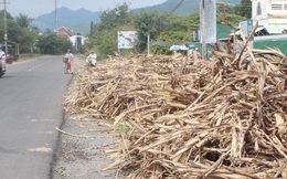 Nông dân “ngồi trên lửa” vì mía đang thành... củi!