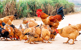 “Hai vợ chồng ở Hà Lan nuôi 230.000 con gà nhưng ở ta thì phải 30 người”
