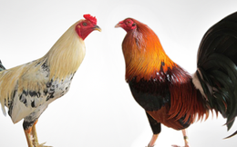 Nỗi lo của các trang trại gà trước dịch cúm gia cầm ở Trung Quốc