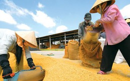 Nước sản xuất gạo lớn thứ 4 thế giới muốn nhập khẩu khẩn cấp 300.000 tấn gạo của Việt Nam