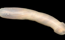 Bạn không tin nổi đâu, giới khoa học vừa tìm thấy loài vật kì dị này dưới đáy biển nước Úc