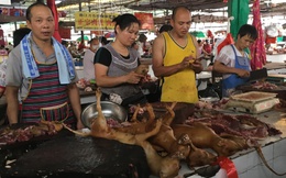 Vì sao người nuôi chó tăng nhưng nạn trộm chó lại ngày càng phổ biến ở Trung Quốc?