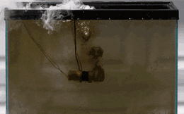 Dưới hiệu ứng slow motion, ngay cả một vụ nổ trong bể cá cũng trở nên "nghệ thuật"