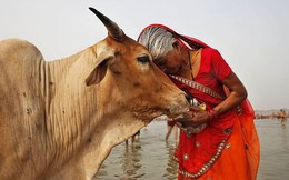 Cơn đau đầu của Ấn Độ: Cái giá cắt cổ để bảo vệ loài vật thần thánh