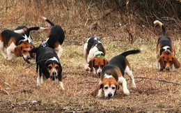 Chuyện bầy chó săn và cục xương: Nếu năng lực chỉ có vậy thì đừng mơ được tăng lương thăng chức, hãy chấp nhận làm nhân viên quèn đi!