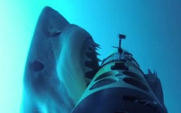 Mạng chậm có phải là do cá mập thích cắn cáp? Vị thuyền trưởng tàu sửa chữa cáp quang này sẽ giúp bạn trả lời