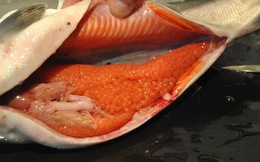 Một thứ trong bụng cá dinh dưỡng cao hơn thịt cá lại bổ não, không phải ai cũng biết