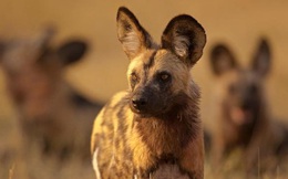 Mỗi lần chó hoang Châu Phi muốn bỏ phiếu đi săn mồi, chúng sẽ hắt xì hơi?