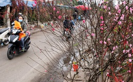Người dân Hà Nội bỏ tiền triệu mua hoa lê trắng, đào rừng dịp Rằm tháng Giêng