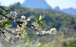 [Photo] Mê mẩn ngắm hoa mận khoe sắc giữa núi rừng Tây Bắc