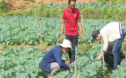 Chàng trai người Mông trồng rau sạch thu 200 triệu đồng/năm