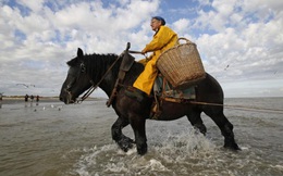 Nghề kiếm tiền lạ ở Bỉ: Cưỡi ngựa bắt tôm