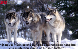 'Dẫn dụ sói vào đàn hươu': Vì sao bạn đang làm rất tốt, sếp vẫn tuyển thêm người, thậm chí là người giỏi hơn?