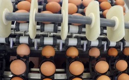 Châu Âu rối bời vì bê bối trứng bẩn